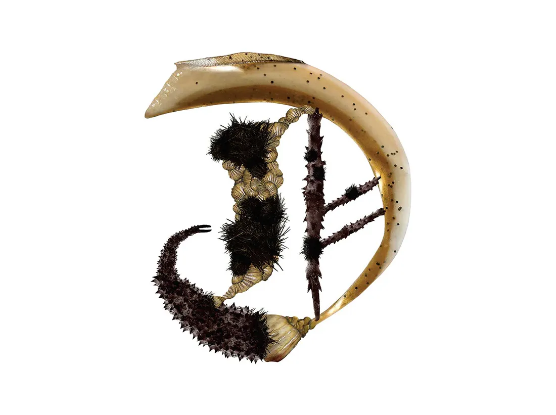 Bird Headed Monster Lettering