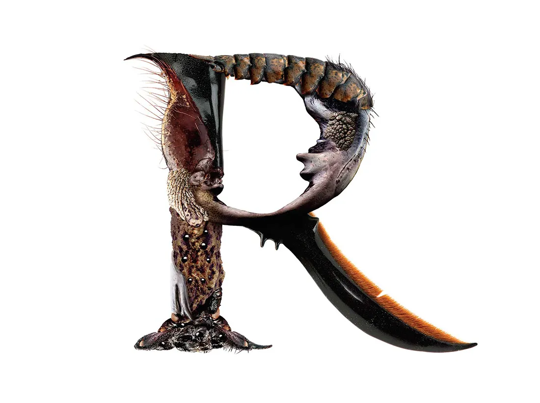 Bird Headed Monster Lettering